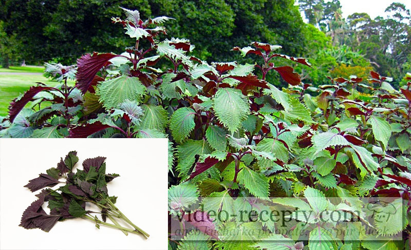 Perilla - Perilla frutescens (tía tô)