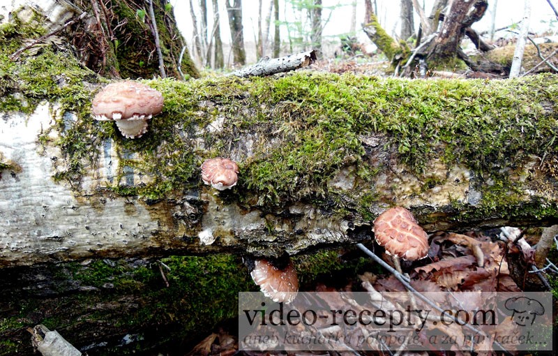 Divoko rastúce Shiitake v Japonku, oblasť Hokkaido